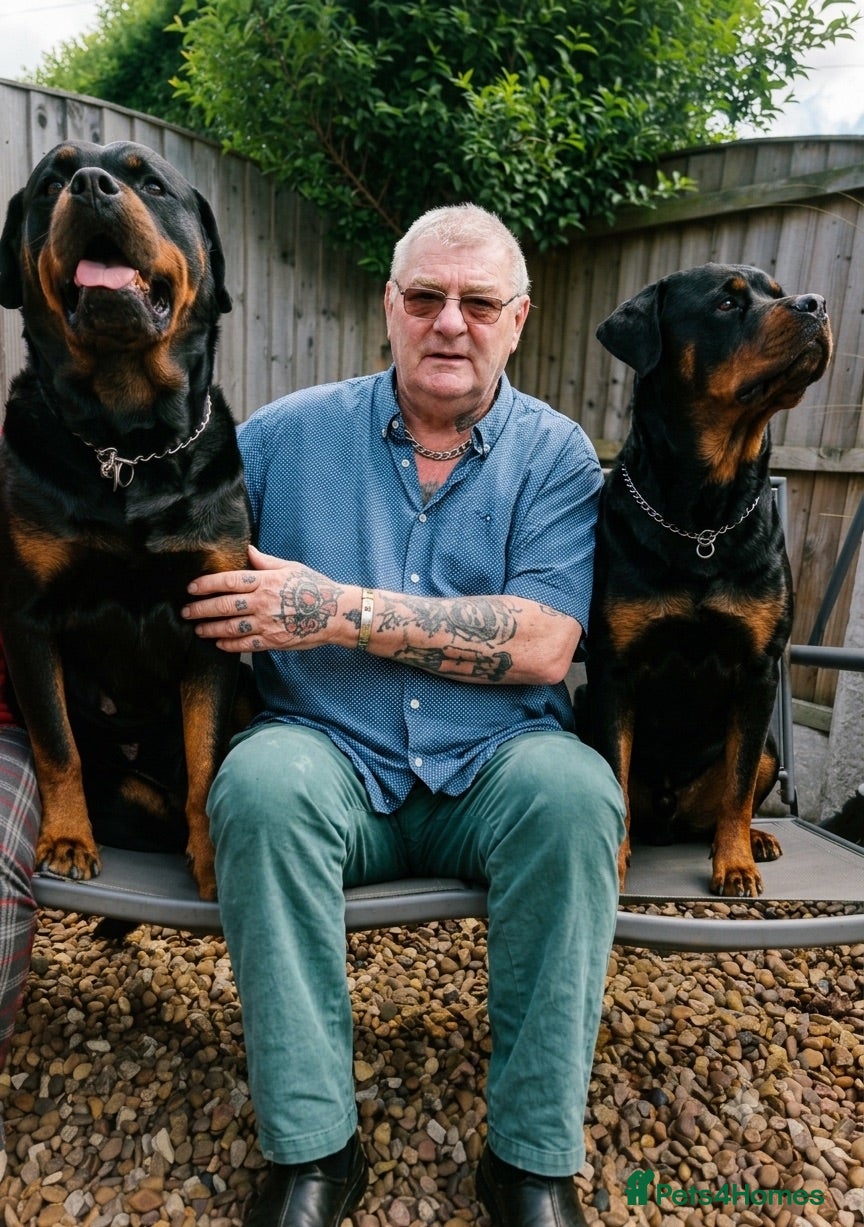 Rottweiler dogs Nice stocky Rottweiler puppies - Advert 17