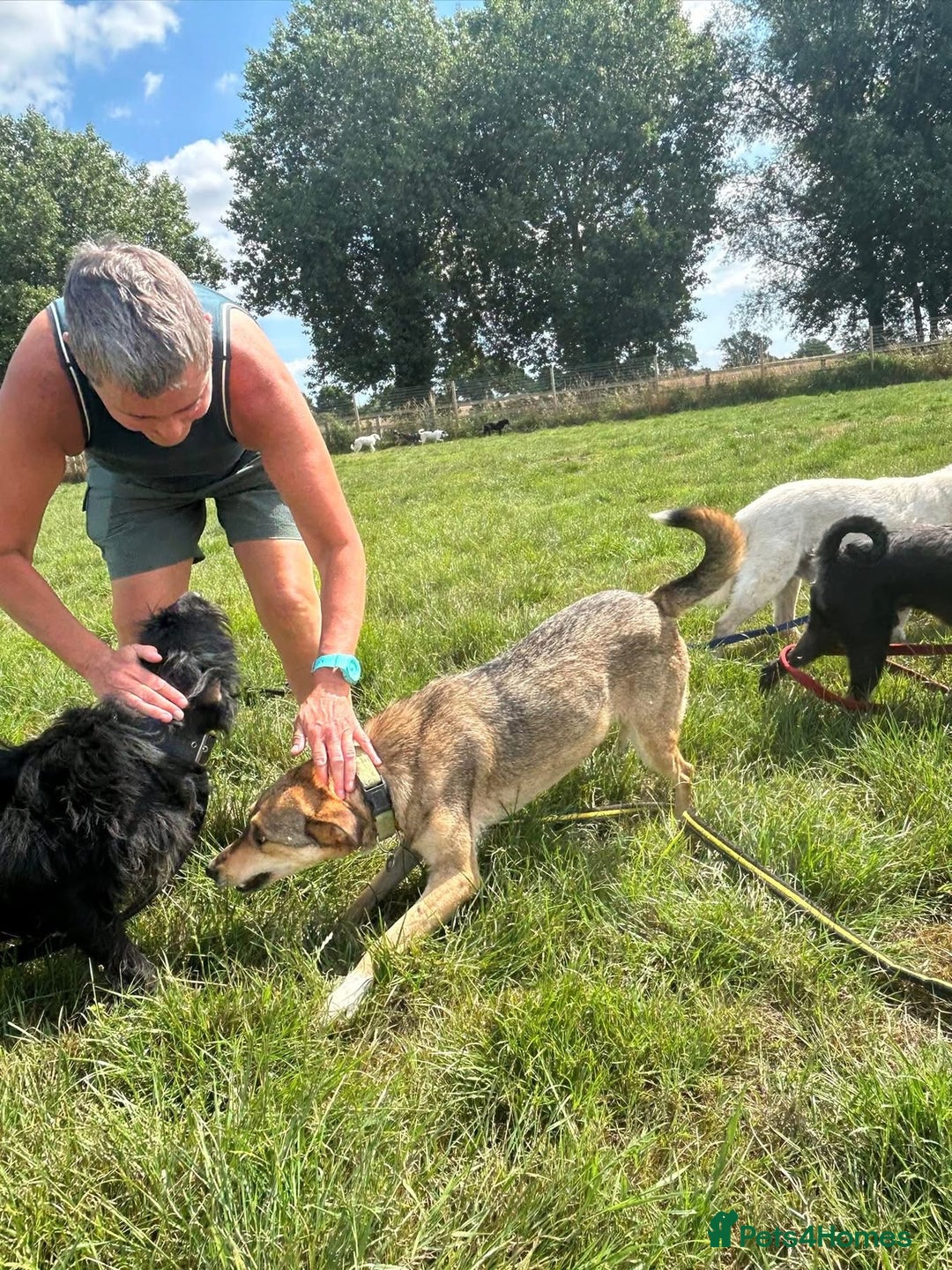 Mixed Breed dogs for adoption: Minnie - Norwich Norfolk  - Image 14