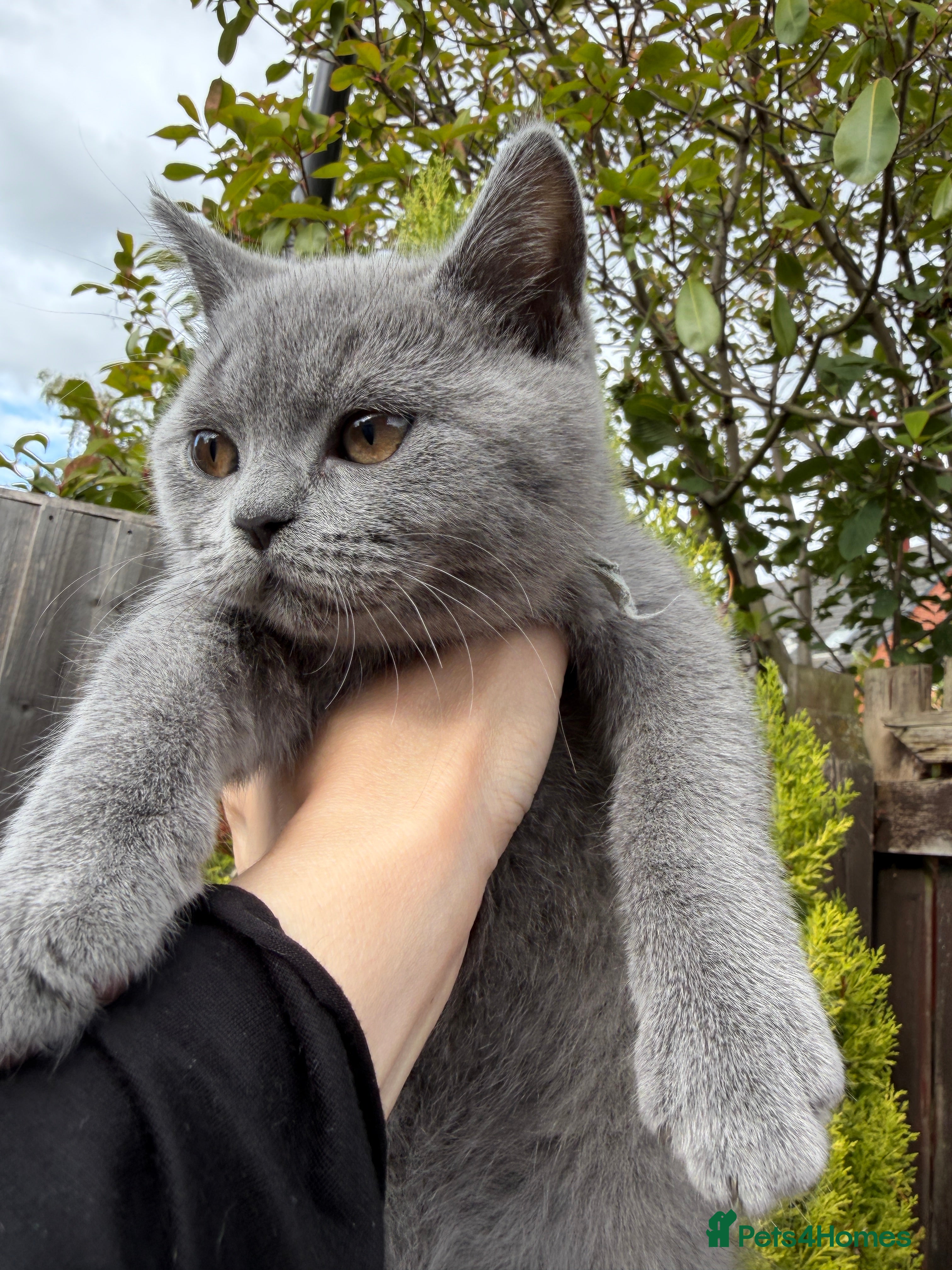 British Shorthair cats Lovely British Shorthair kittens for sale! - Advert 2