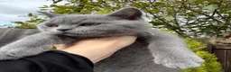 British Shorthair cats for sale: Lovely British Shorthair kittens for sale! - Advert 2