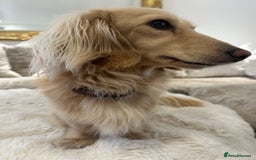 Miniature Dachshund dogs for stud: ⭐️⭐️👑👑 KING OF CREAMS 👑👑⭐️⭐️ - Image 1