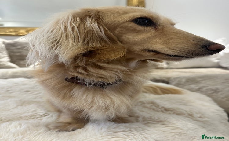 Miniature Dachshund dogs - Advert 7