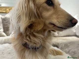 Miniature Dachshund dogs - Advert 12