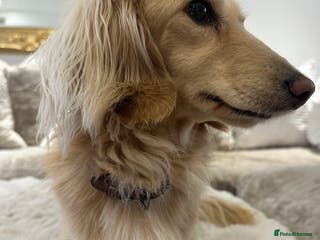 Miniature Dachshund dogs ⭐️⭐️👑👑 KING OF CREAMS 👑👑⭐️⭐️ - Advert 7