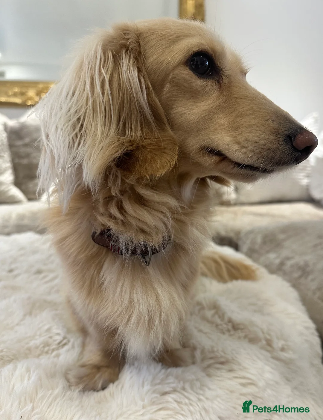 Miniature Dachshund dogs for stud: ⭐️⭐️👑👑 KING OF CREAMS 👑👑⭐️⭐️ - Advert 1