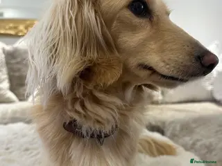 Miniature Dachshund dogs ⭐️⭐️👑👑 KING OF CREAMS 👑👑⭐️⭐️ - Advert 8