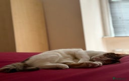American Wirehair cats for sale: Female American wirehair Calico  - Image 9