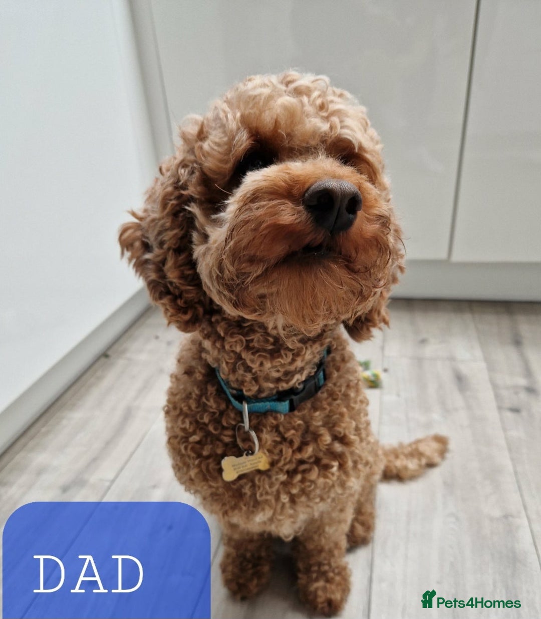 Labradoodle dogs for sale: F1 Miniature labradoodles 4 GIRLS LEFT  - Image 10