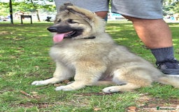 German Shepherd dogs for sale: Puppy German Shepard  - Image 4