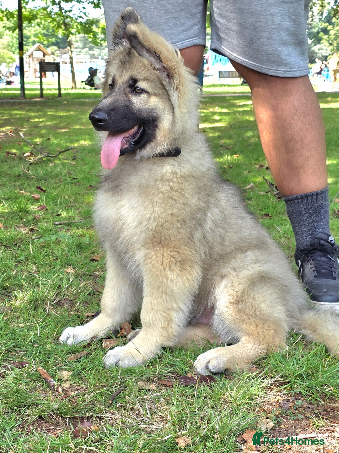 German Shepherd dogs for sale: Puppy German Shepard  - Image 4
