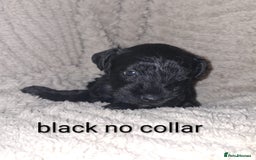 Miniature Schnauzer dogs for sale: 5 female miniature schnauzers - Image 8
