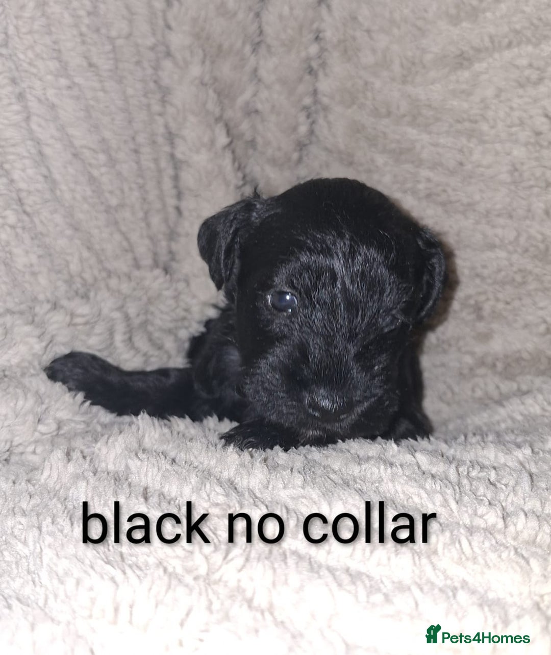 Miniature Schnauzer dogs for sale: 5 female miniature schnauzers - Image 8