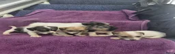 Jack Russell dogs for sale: Jack Russell puppies, full pedigree  - Advert 13