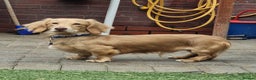 Miniature Dachshund dogs for stud: KING KOBE  CREAM LONG HAIR PROVEN  in Liverpool - Advert 6