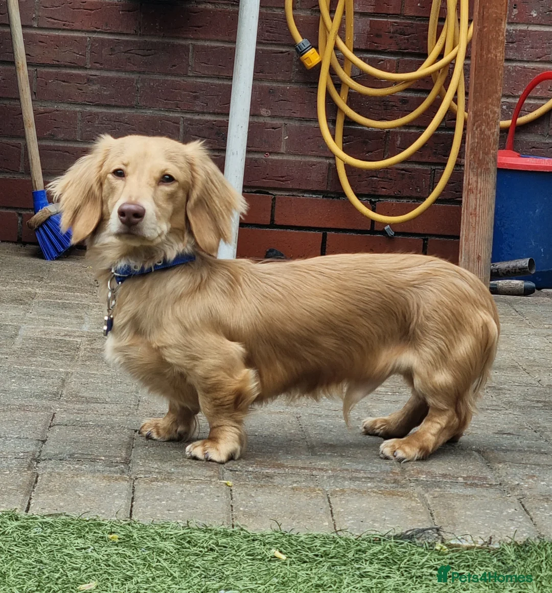 Miniature Dachshund dogs for stud: KING KOBE  CREAM LONG HAIR PROVEN  in Liverpool - Advert 6