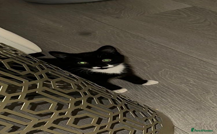 Domestic Shorthair cats - Advert 1