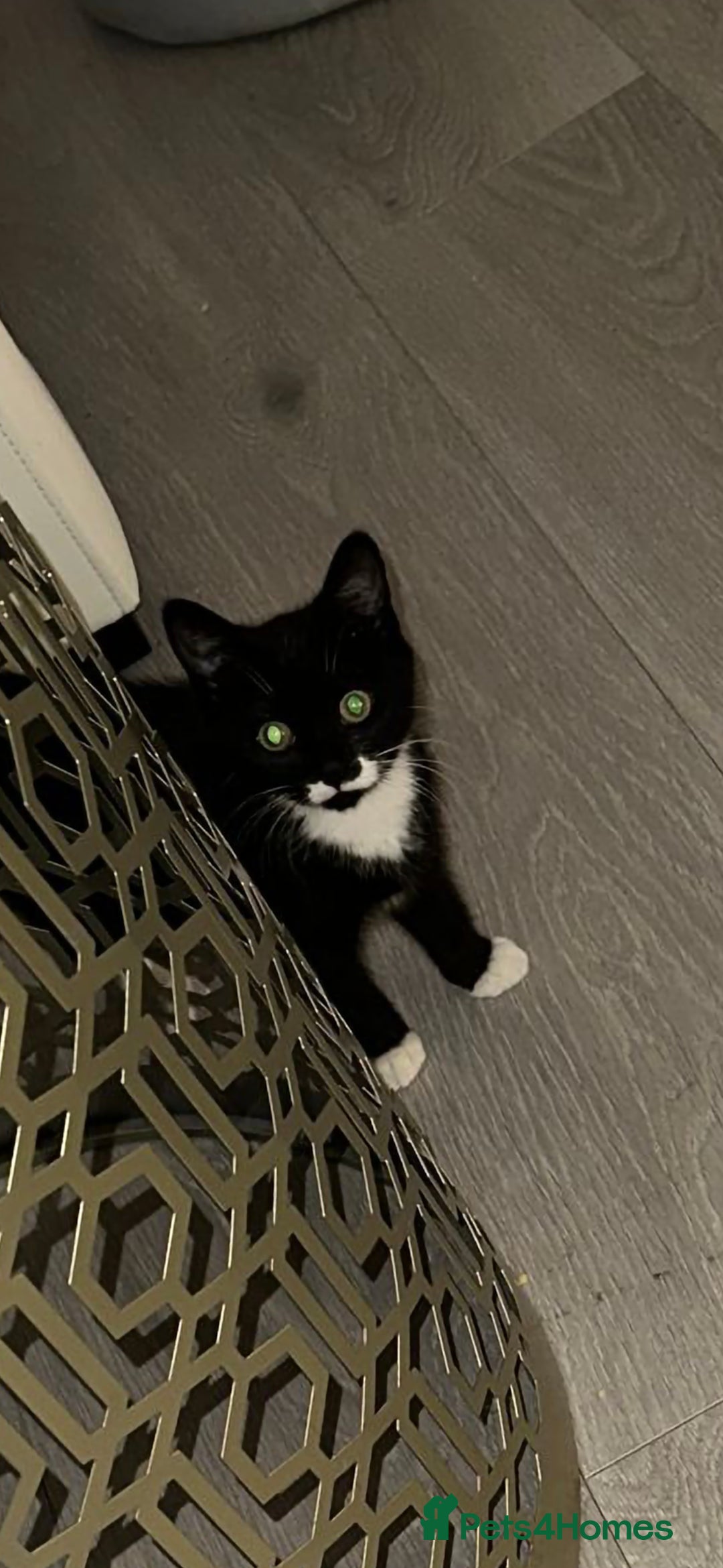 Domestic Shorthair cats for sale: 12-Week-Old Playful Tuxedo Kitten – Vaccinated  - Image 1