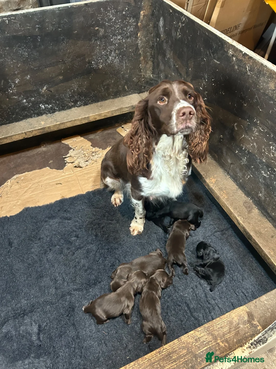 Sprocker dogs for sale: F1 sprockers in Haltwhistle - Advert 10