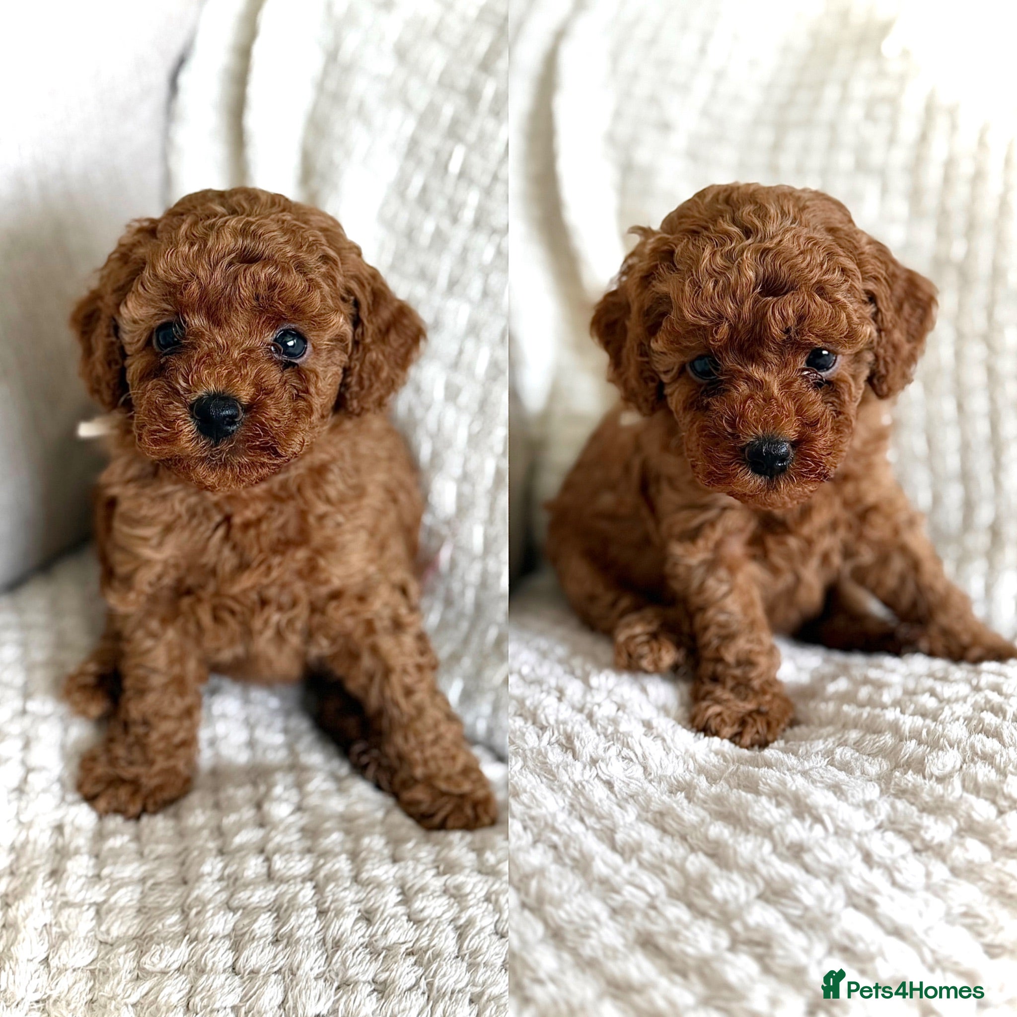 Cockapoo dogs LAST GIRL AVAILABLE. TOY COCKAPOO’S - Advert 12