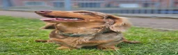 Miniature Dachshund dogs for stud: DUGGIE DOORSTOP ready for STUD - Advert 10