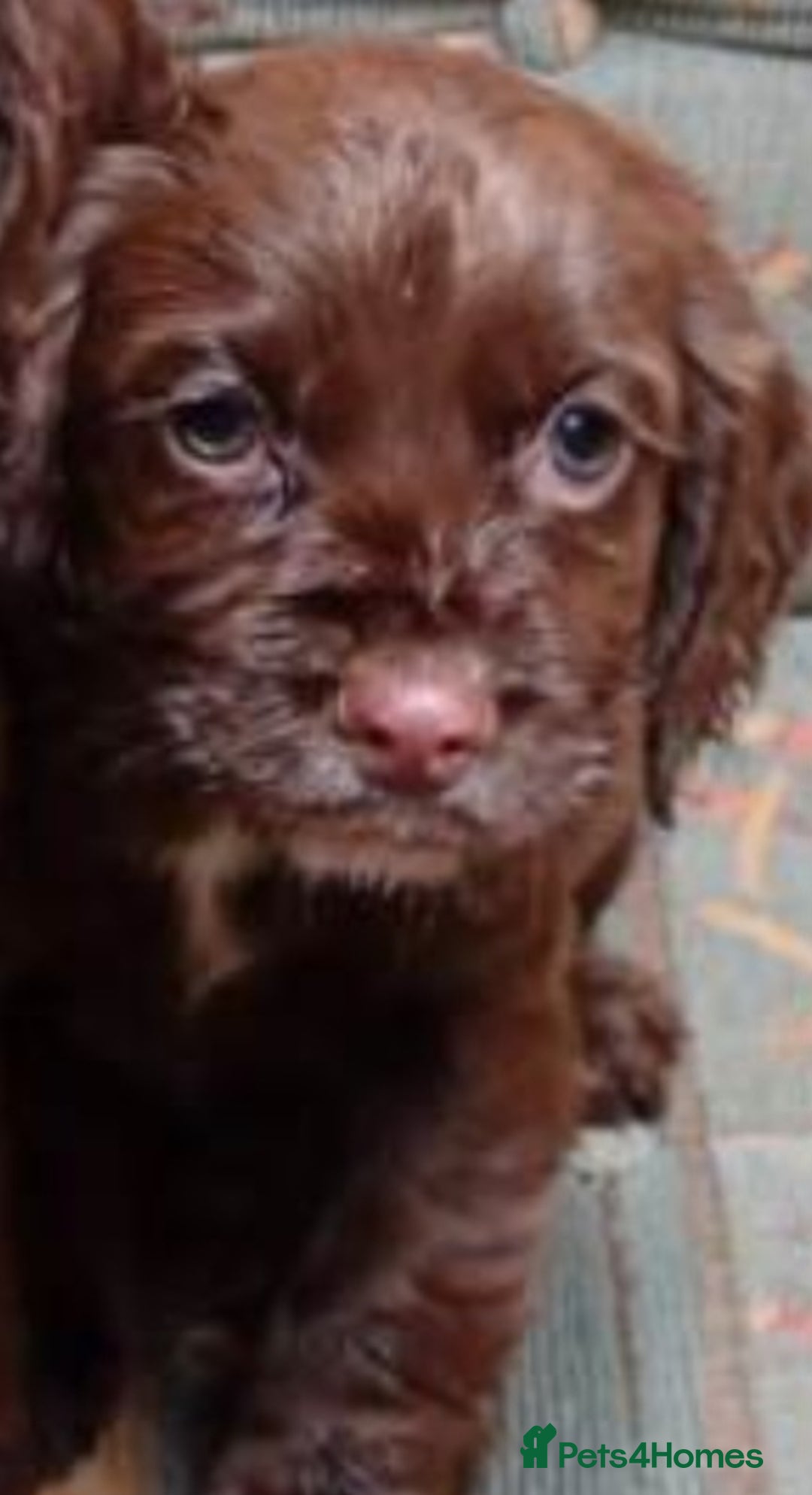 French Bulldog dogs for sale: Cocker spaniel  - Advert 1