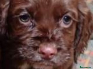 French Bulldog dogs Cocker spaniel - Advert 16