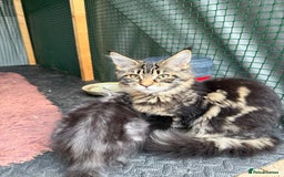 Maine Coon cats for sale: Maine Coon Kittens  in Greenford - Image 19
