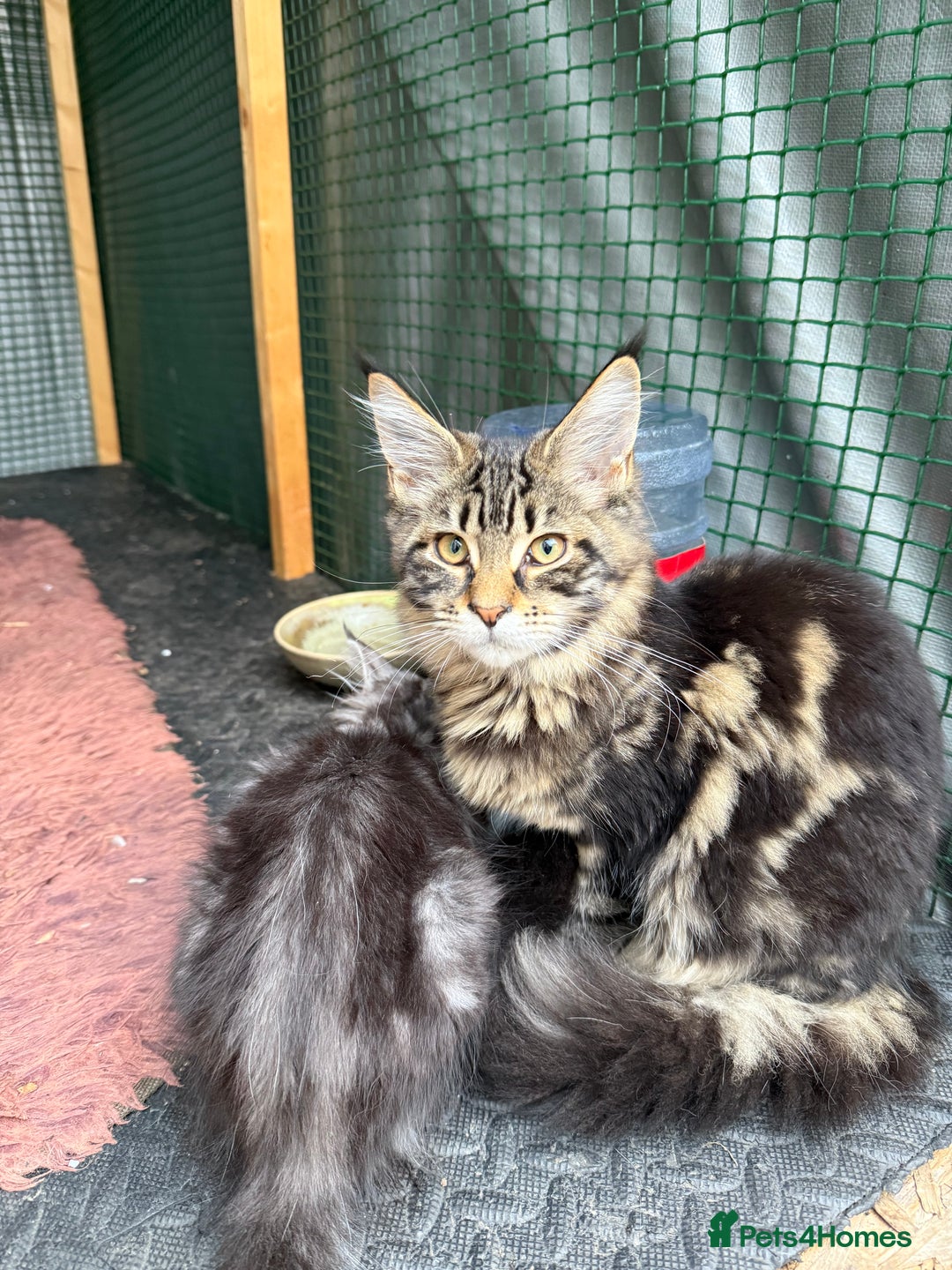 Maine Coon cats for sale: Maine Coon Kittens  in Greenford - Image 19