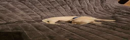 Golden Retriever dogs for sale: Golden Retriever puppys in Harrow London  - Advert 25