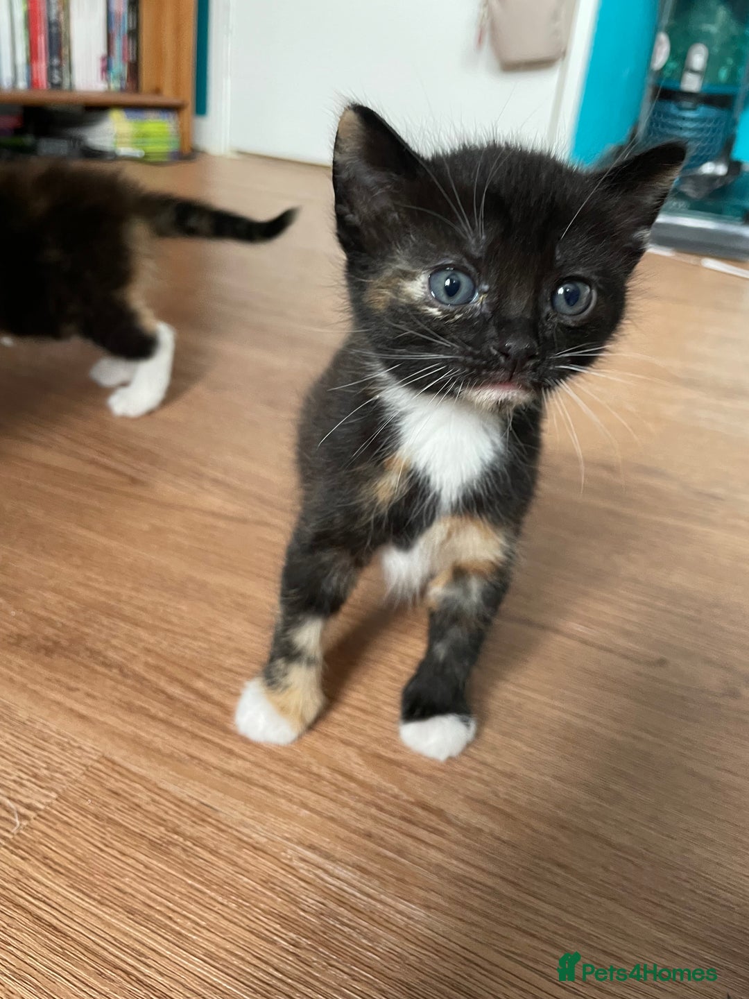 Mixed Breed cats for sale: Mixed breed kittens for sale. - Image 2