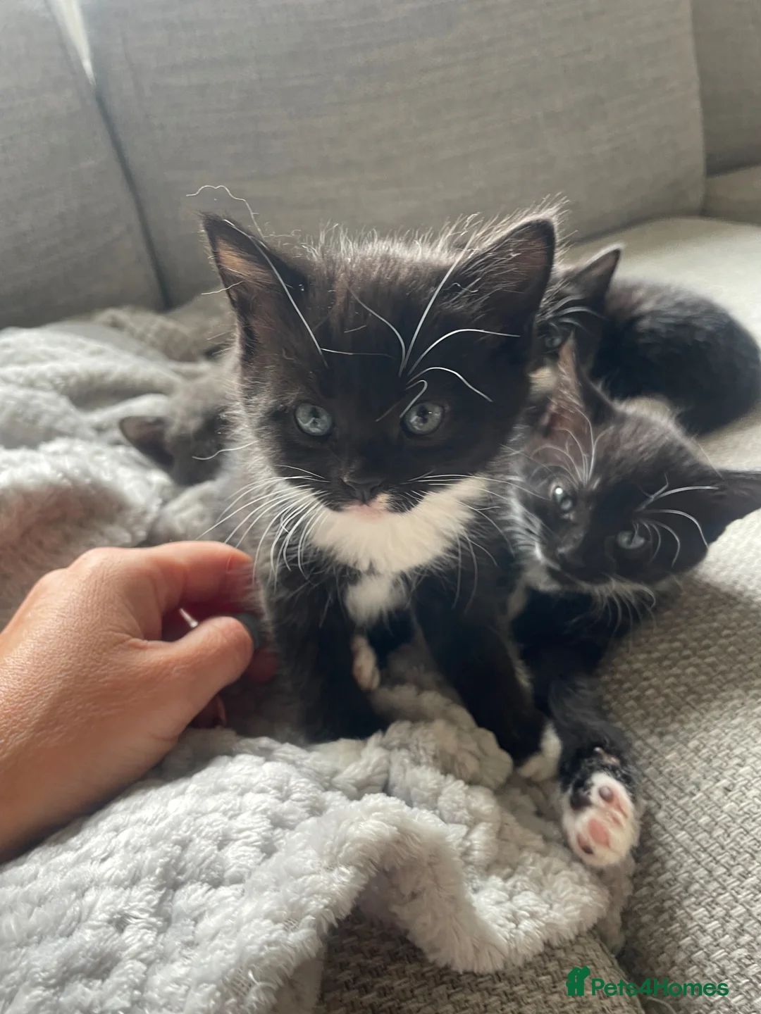 Mixed Breed cats for sale: One Kitten left  - Advert 2
