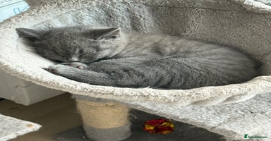 British Shorthair cats - Advert 6