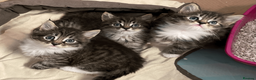 Maine Coon cats for sale: Three adorable Maine Coon Kittens For Sale  - Advert 2