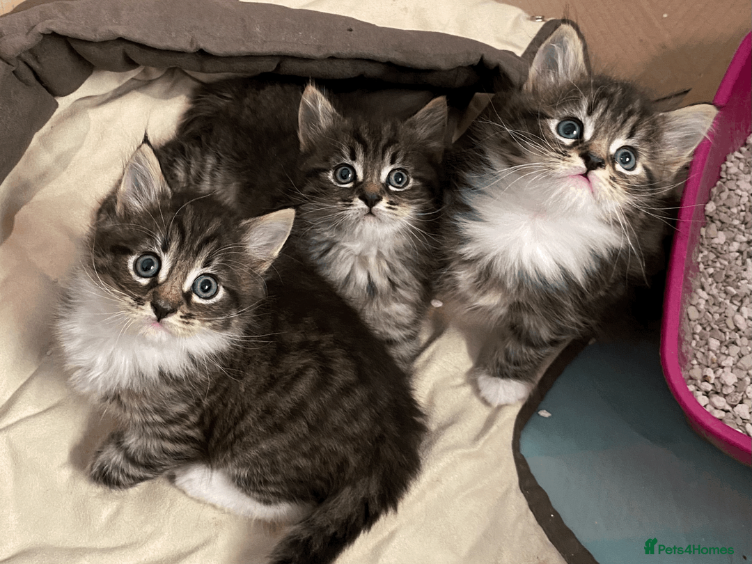 Maine Coon cats for sale: Three adorable Maine Coon Kittens For Sale  - Advert 2