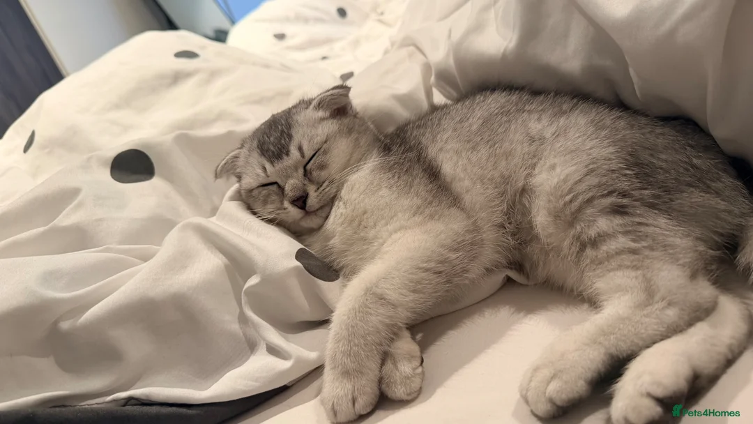 Scottish Fold cats for sale: Beautiful Scottish Fold Luca - Advert 2