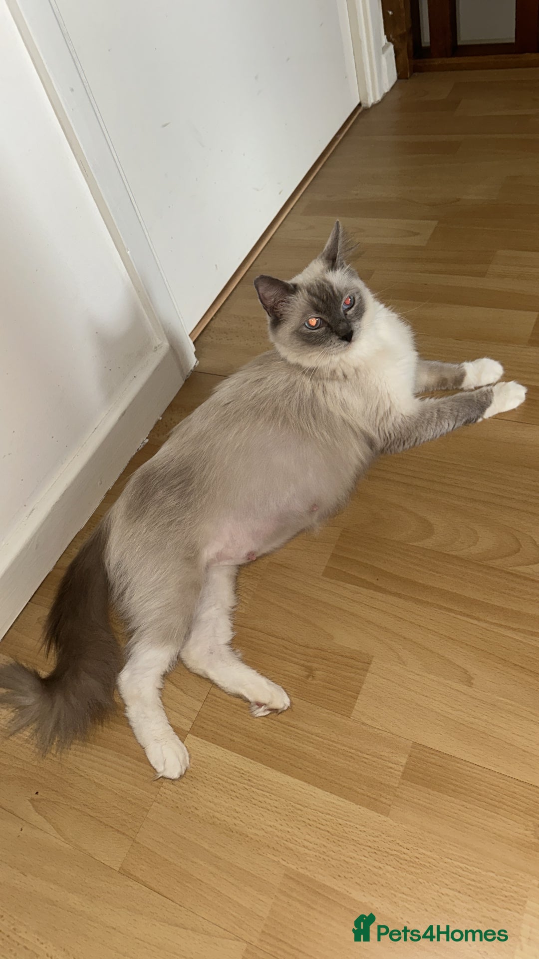 Ragdoll cats for sale: Ragdoll kittens  - Image 2