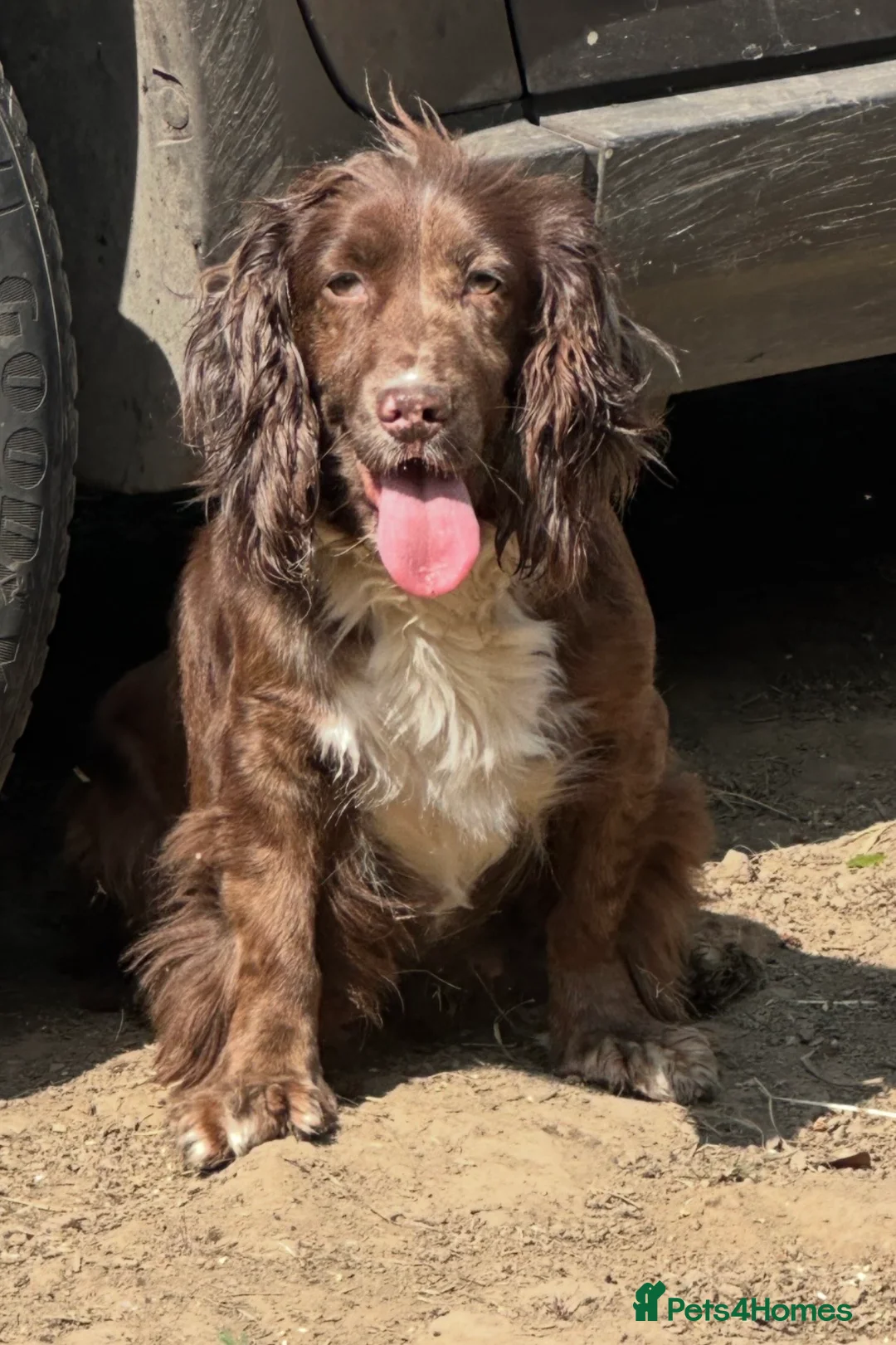 Cockapoo dogs for sale: Adorable Cockapoos’s looking for family homes - Advert 2