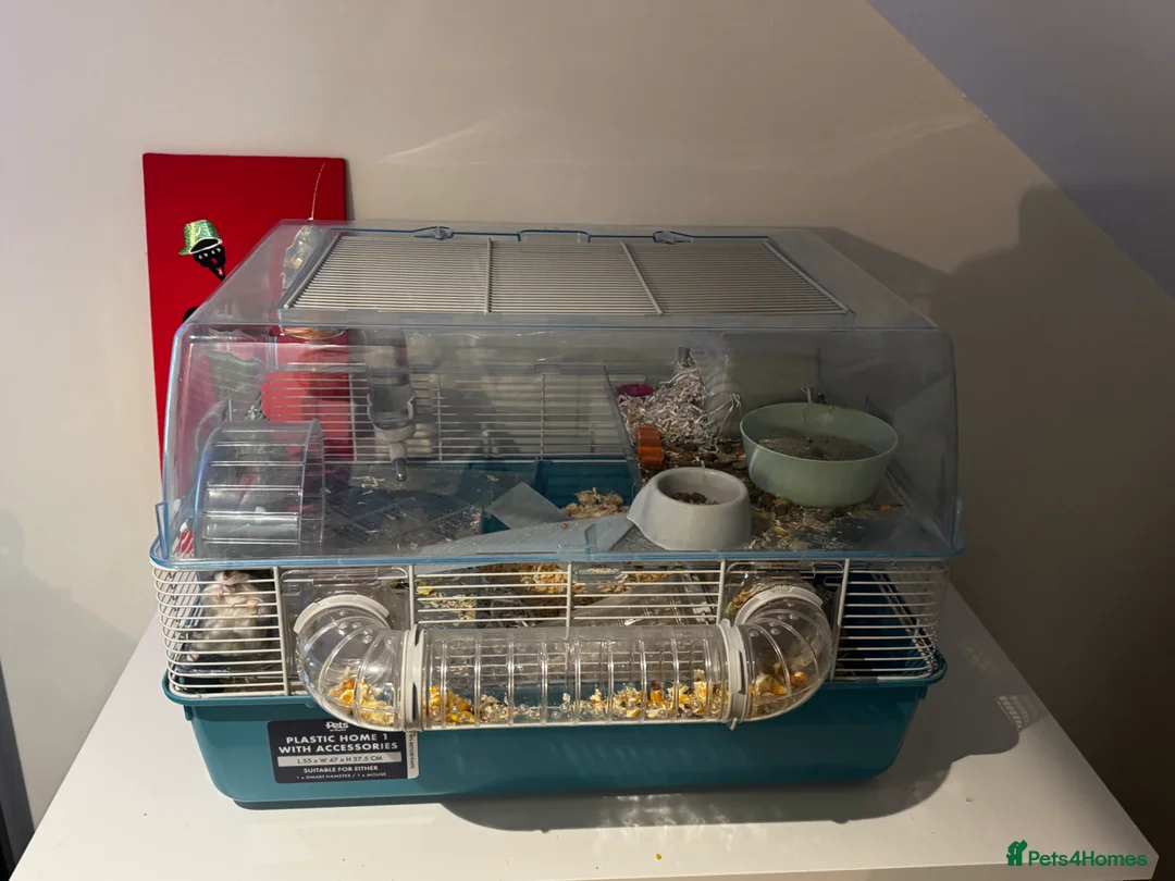 Hamster rodents for sale: Hamster For Sale  - Advert 4