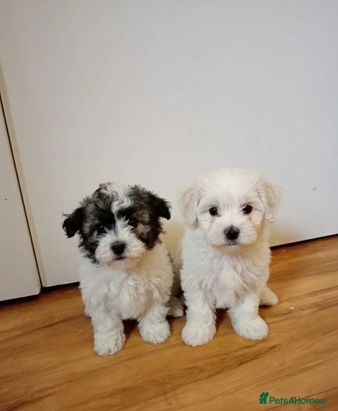 Maltipoo dogs for sale: Maltipoo puppies  - Advert 4