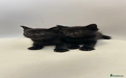 Ragdoll cats for sale: Adorable Kittens for Sale – 2 Males & 4 Females - Image 5