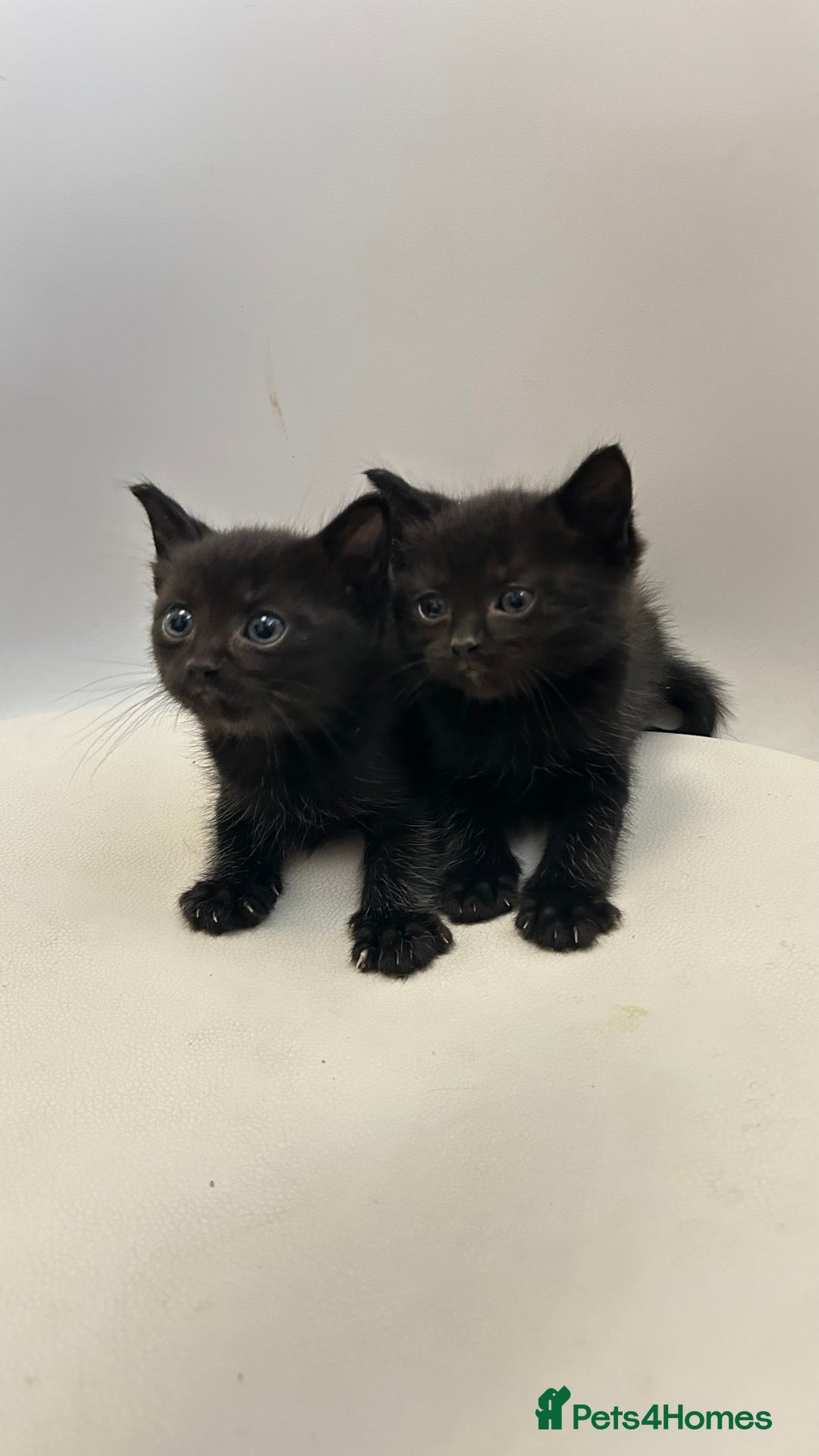 Ragdoll cats for sale: Adorable Kittens for Sale – 2 Males & 4 Females - Image 5