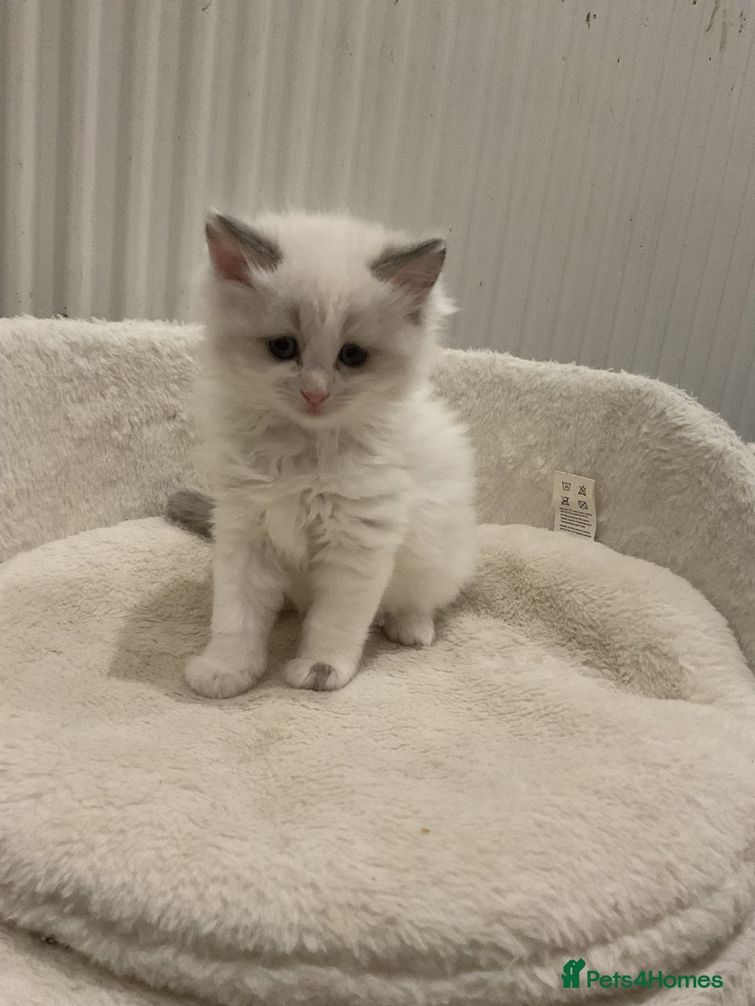 Ragdoll cats for sale: BEAUTIFUL RAGDOLLS 2X GIRLS 3 BOYS  - Advert 5