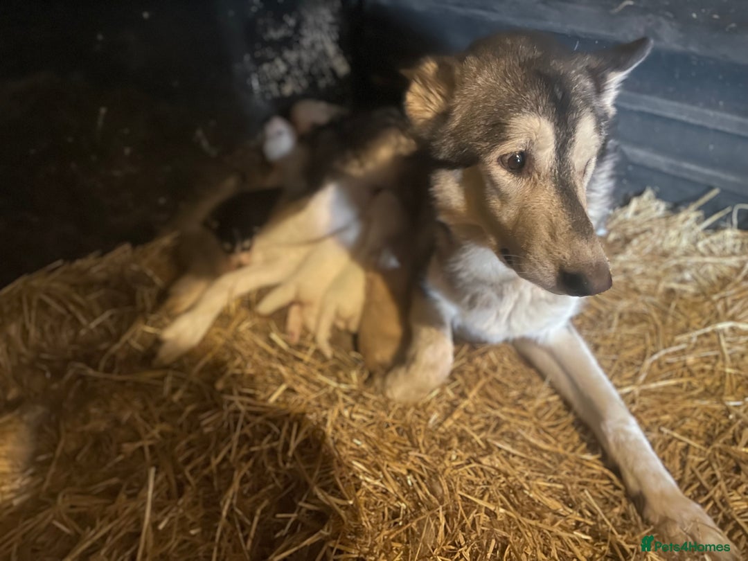 Mixed Breed dogs for sale: German Shepherd cross Malamute Puppies Ready Now  - Image 14