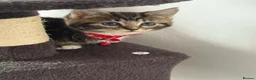 Ragcoon cats for sale: Mainecoon ragdolls  - Advert 22