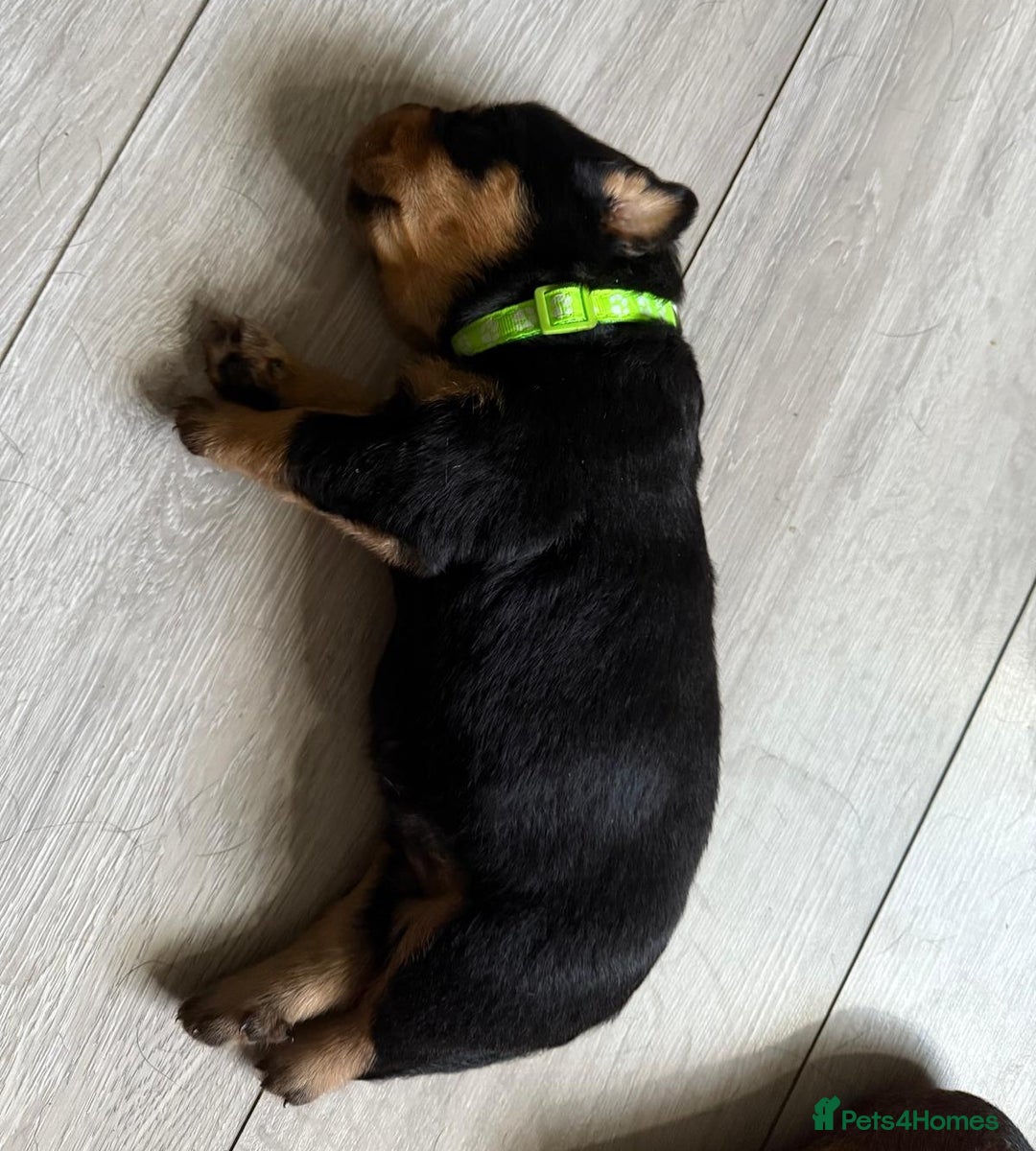 Rottweiler dogs for sale: Rottweiler puppies - Image 6