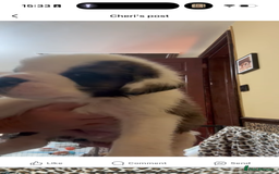 Saint Bernard dogs for sale: Health tested home raised puppies  in Thetford - Image 24
