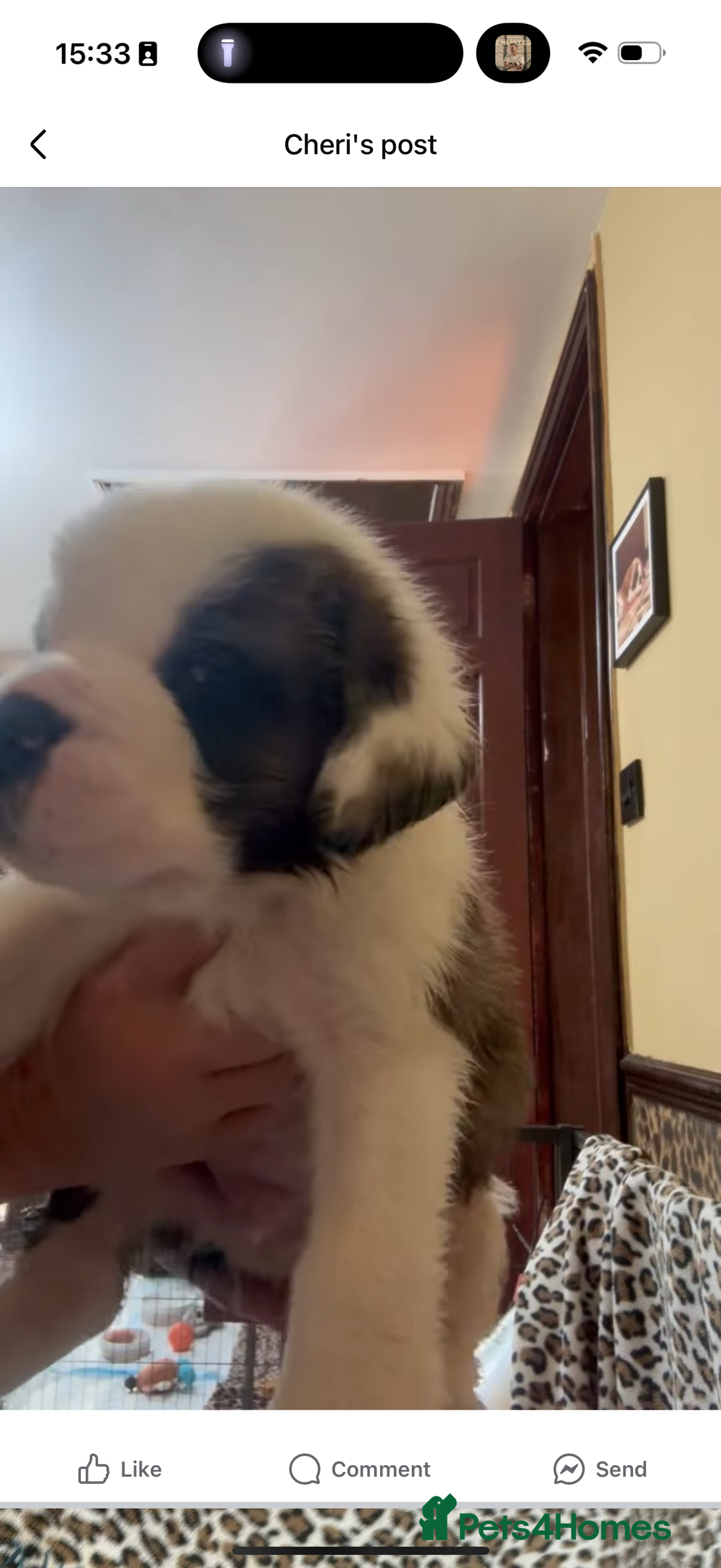 Saint Bernard dogs for sale: Health tested home raised puppies  in Thetford - Image 24