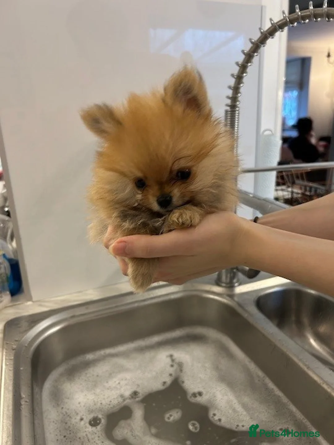 Pomeranian dogs for sale: Tiny Pomeranian Puppies - Advert 17