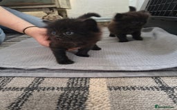 Persian cats for sale: Exotic Persian x ragx - Image 2
