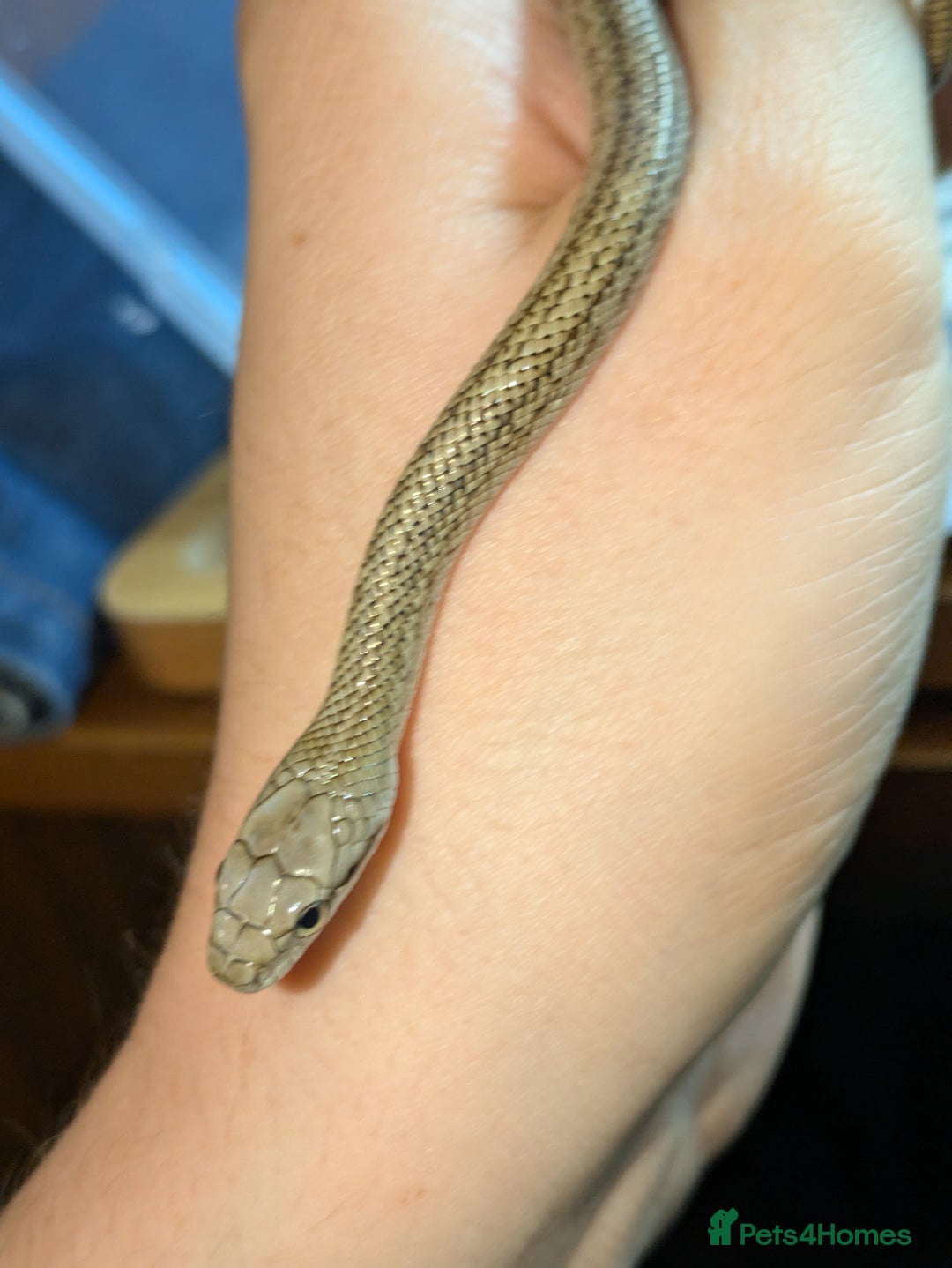 Rat Snake reptiles for sale: RARE baby captive bred japanese rat snake - Image 3